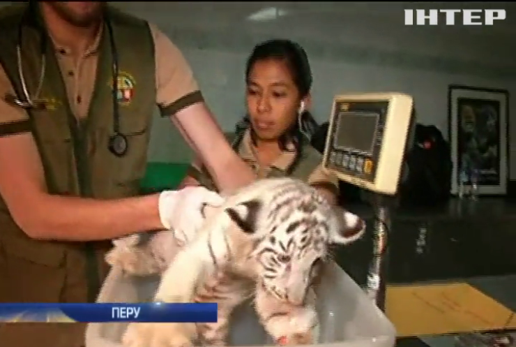 В зоопарку Ліми народилися двоє бенгальських тигрів