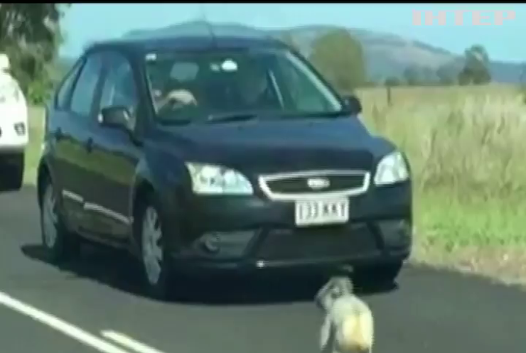 В Австралії коала зупинила рух на дорозі