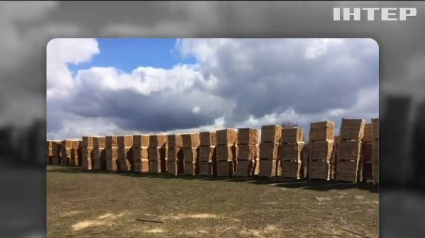 СБУ викрила незаконну вирубку деревини на Волині