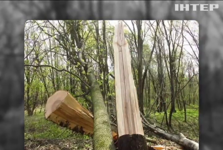 В заповеднике Киева ночью срезали сотню деревьев 