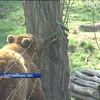 На Житомирщині зоозахисники рятують бурих ведмедів