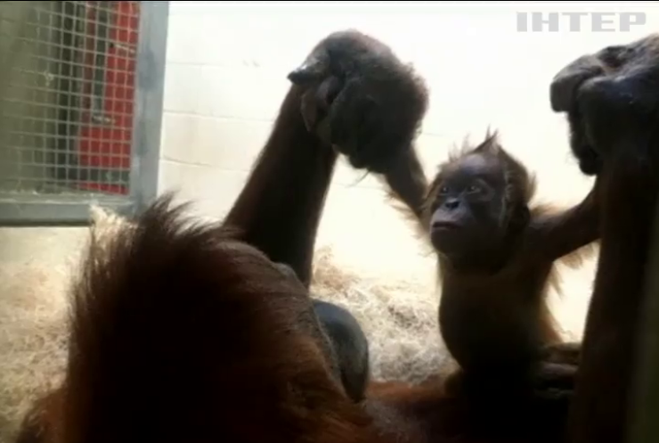 В США орангутан нянчиться з малятою (відео)