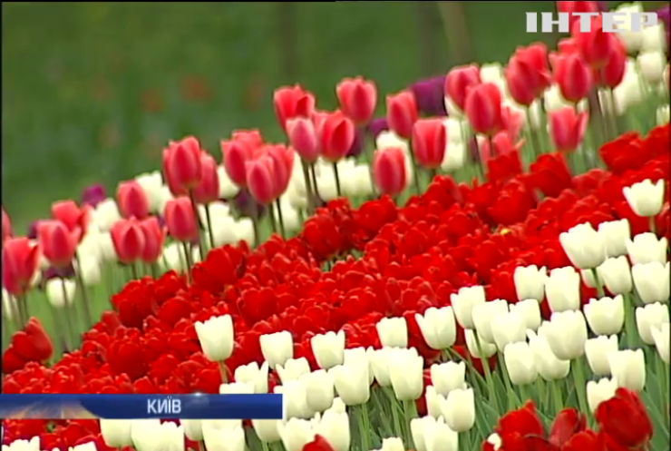 Співоче поле Києва прикрасили тюльпанами