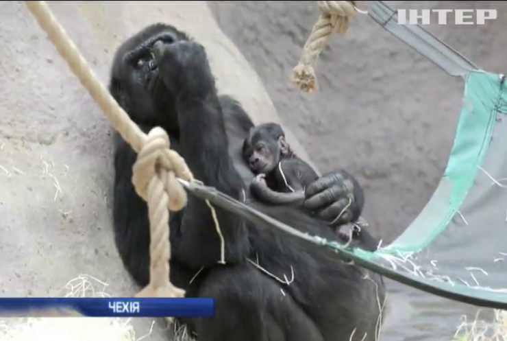 В Зоопарку Праги несподівано народилася горила