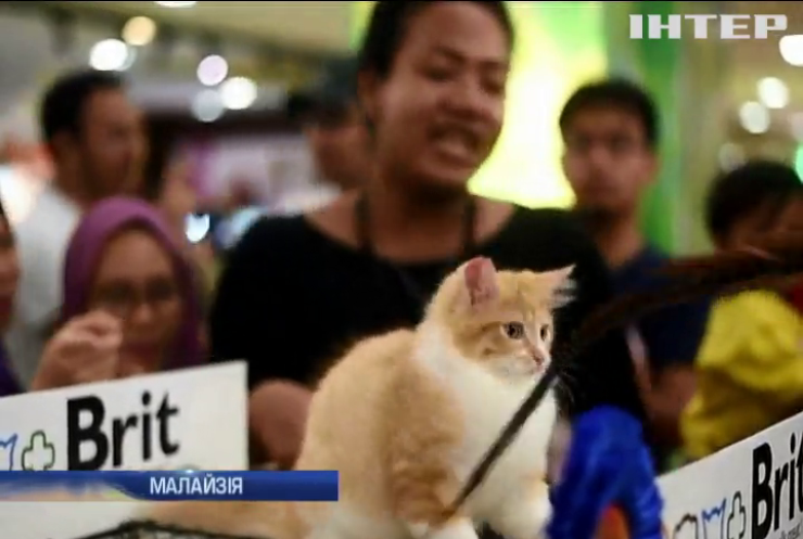 В Малайзію на виставку звезли котів зі всього світу