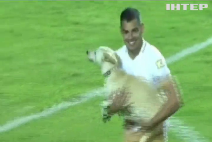 Веселий пес паралізував футбол у Венесуелі (відео)