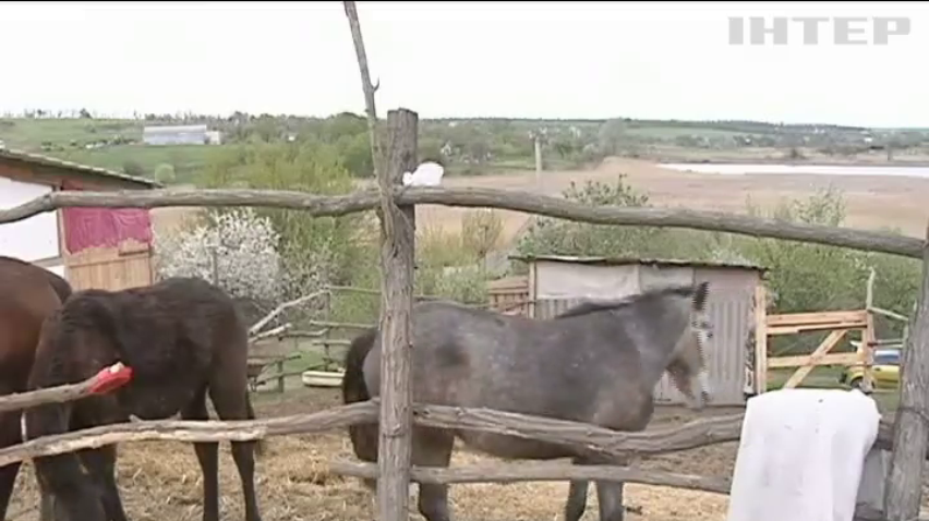 На Дніпропетровщині волонтери рятують коней від бійні