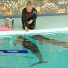 В Трускавце нашли "похищенных" дельфинов из Хмельника