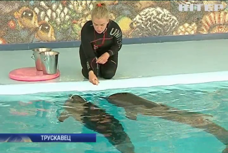 В Трускавце нашли "похищенных" дельфинов из Хмельника