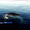 В Чилі врятували велетенського кита