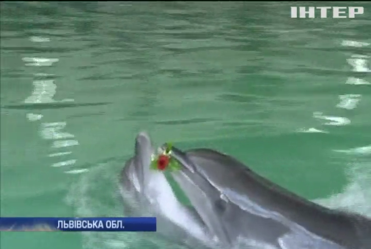 У Трускавці лікують "викрадених" дельфінів з Хмільника