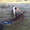У Мексиці рятують китів від смерті на березі