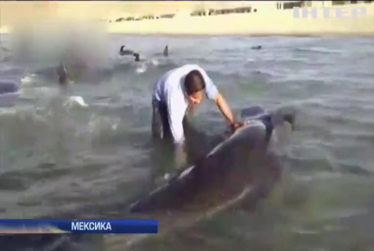 У Мексиці рятують китів від смерті на березі