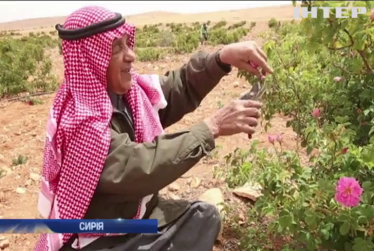 У Сирії намагаються зберегти рідкісну дамаську троянду