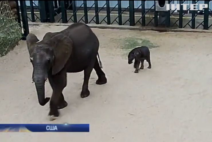 У зоопарку Далласу народилось 80-кілограмове слоненя