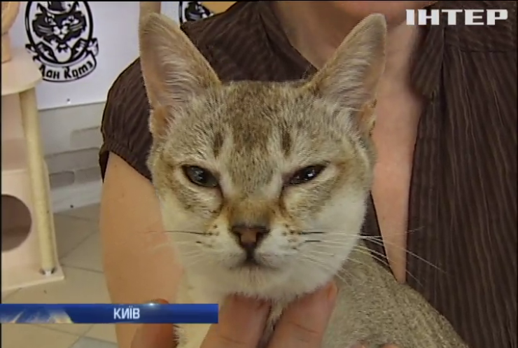 В Києві представили унікальні породи котів