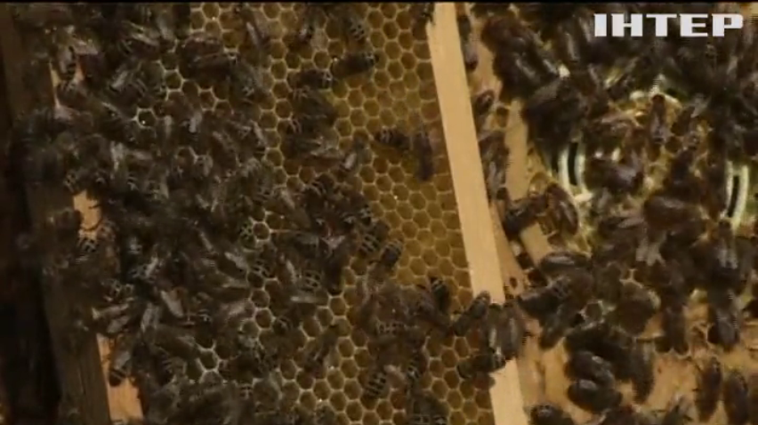 У Польщі бджолярі провели WI-FI у вулики