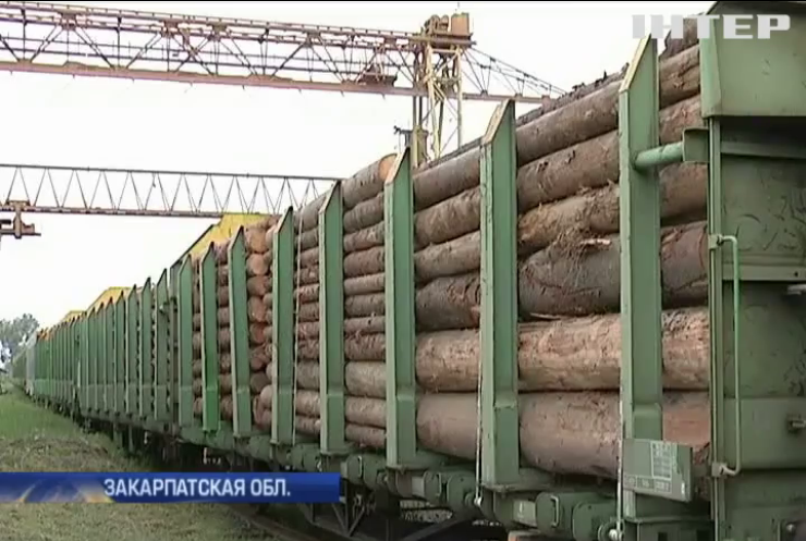 На Закарпатье предприниматели требуют отменить запрет на вывоз леса