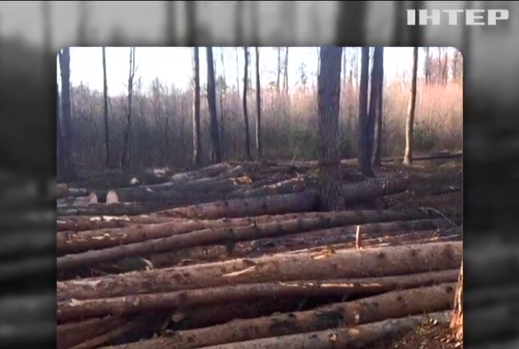 На Львівщині знищили лісу на 2 млн гривень