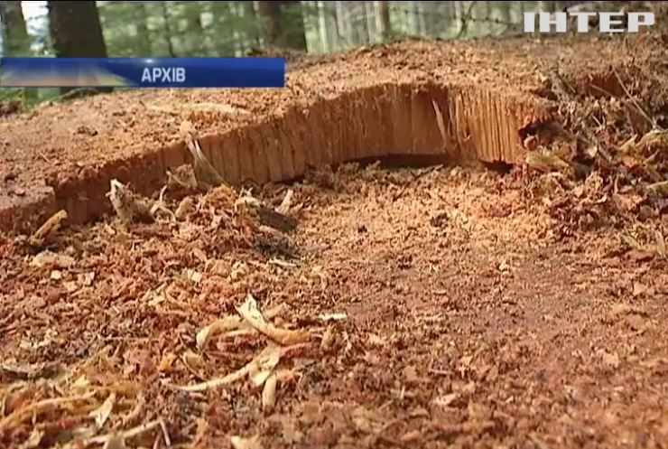 На Прикарпатті СБУ викрила нелегальний експорт лісу