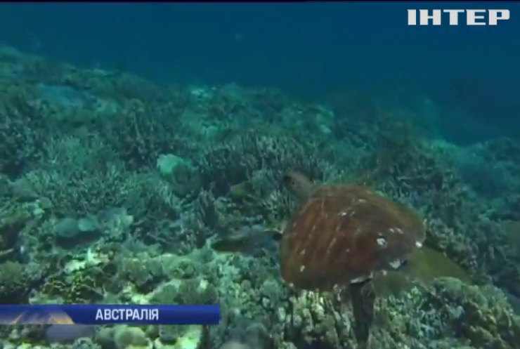 Австралія виділить мільярд доларів на порятунок Бар'єрного рифу
