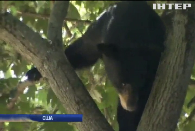 У США ведмідь з переляку заліз на дерево посеред подвір’я