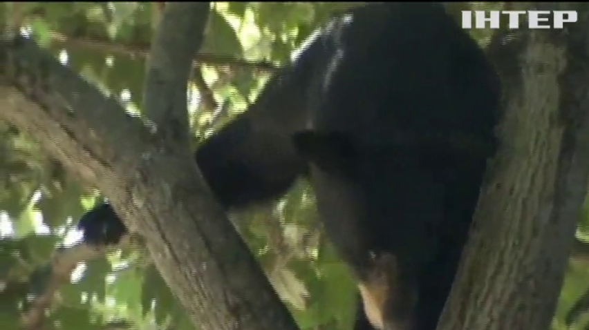 У США ведмідь з переляку заліз на дерево посеред подвір’я