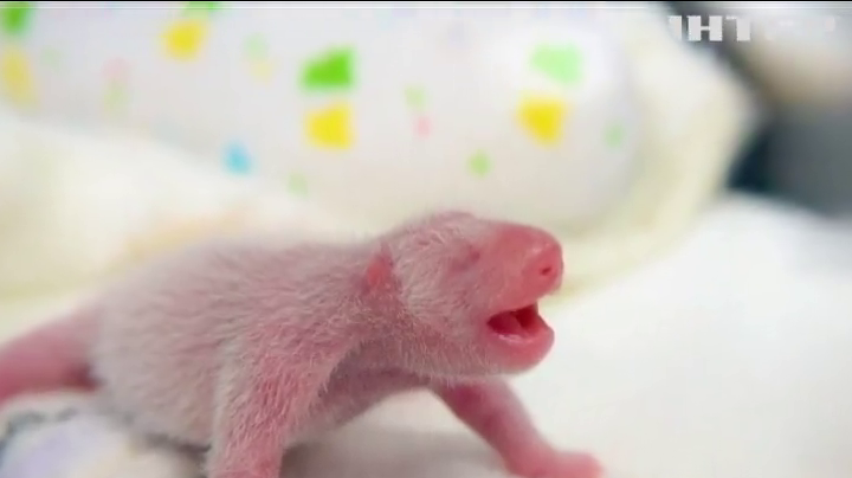  В Китаї показали новонароджених панд