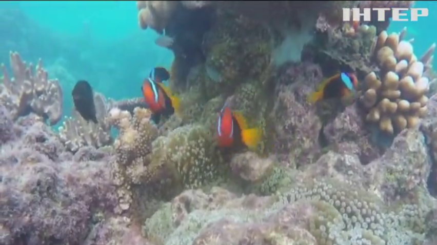 Великий Бар'єрний риф зможуть врятувати