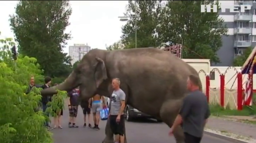 По Берліну розгулює слон (відео)