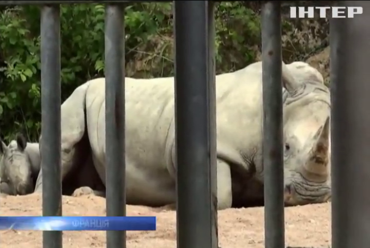 У зоопарку Франції народився білий носоріг