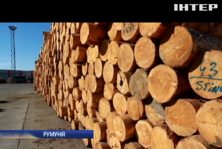 Лісники гектарами зрізають дерева для контрабанди в Румунію