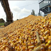 НАБУ уличило агрокомпании в воровстве кукурузы