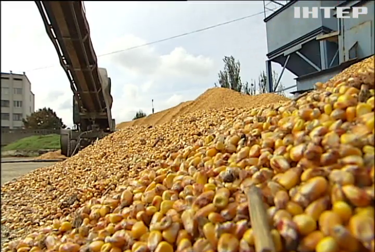 НАБУ уличило агрокомпании в воровстве кукурузы
