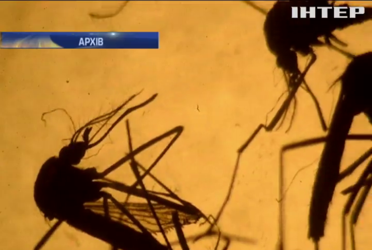 На Кайманових островах з вірусом Зіка боротимуться генетично модифіковані комарі