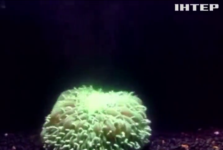 Корал в Австралії за кілька секунд змінює колір