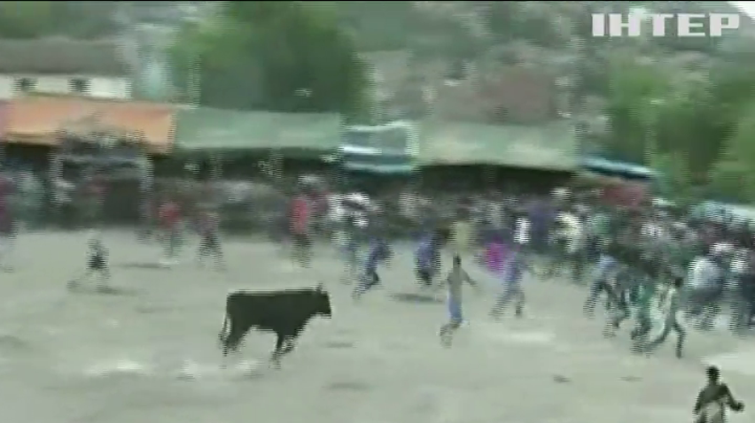 На фестивалі у Перу бик поранив 9 людей 
