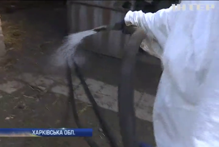 В селі на Харківщині забили усіх свиней через африканську чуму