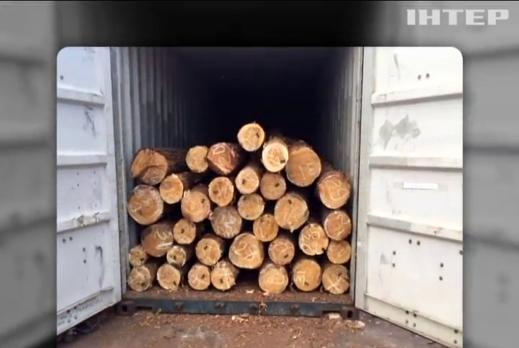 CБУ заблокувала контрабанду деревини на Київщині