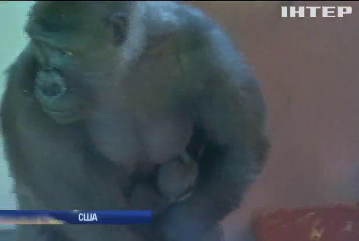 У зоопарку Філадельфії вперше показали дитинча горили