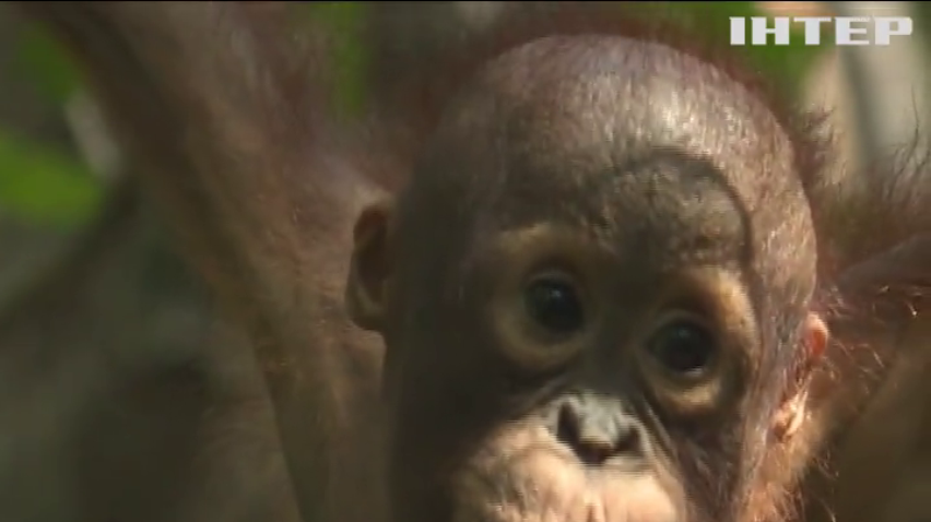 В Індонезії відкрили школу для орангутангів