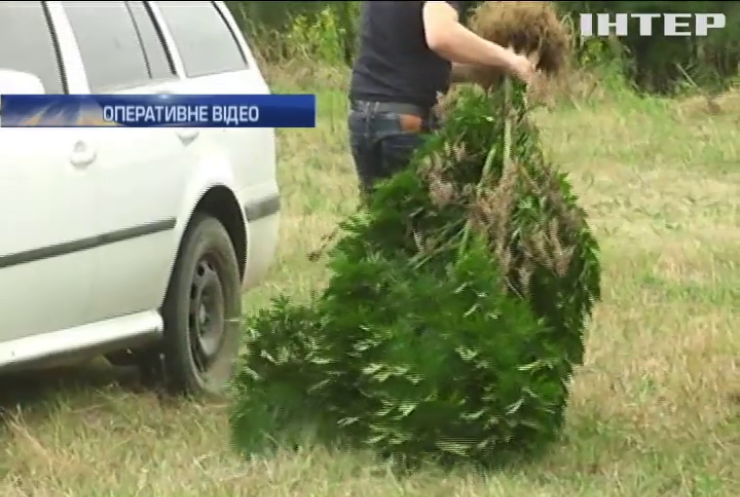 На Буковині злочинці виростили півгектару конопель