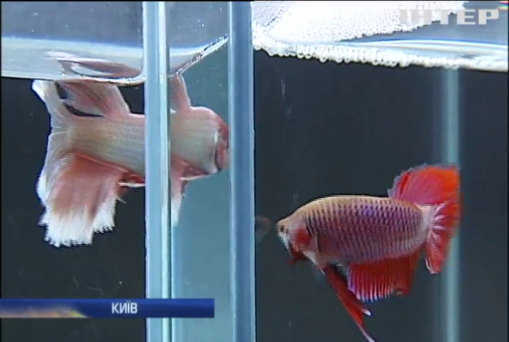 У Києві відбулася грандіозна виставка дорогих рибок-убивць