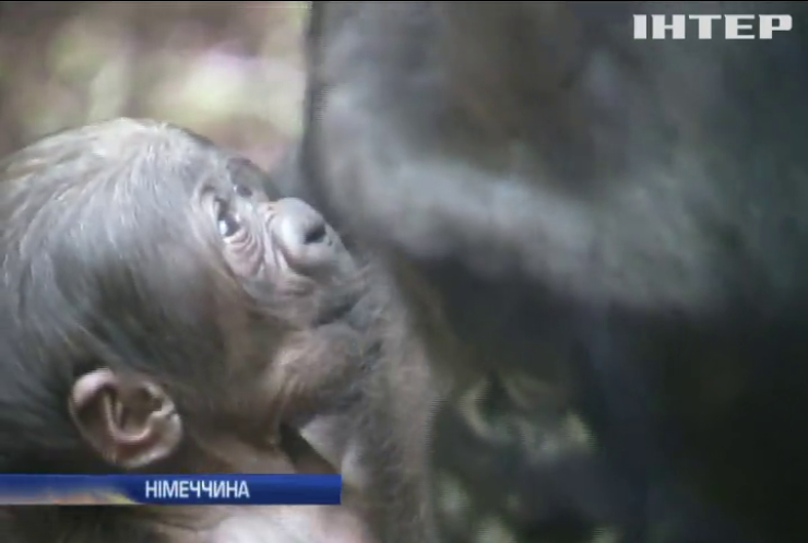 У Франкфуртському зоопарку народилася горила