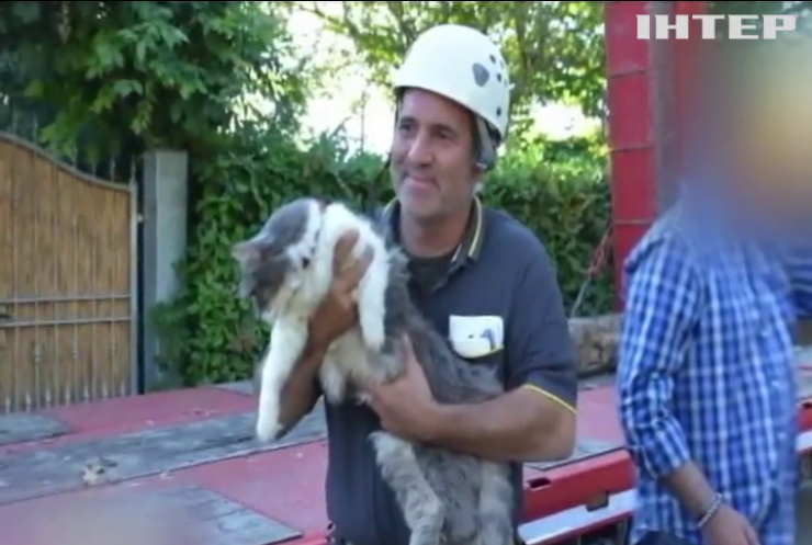 В Італії кіт місяць прожив під уламками будинку