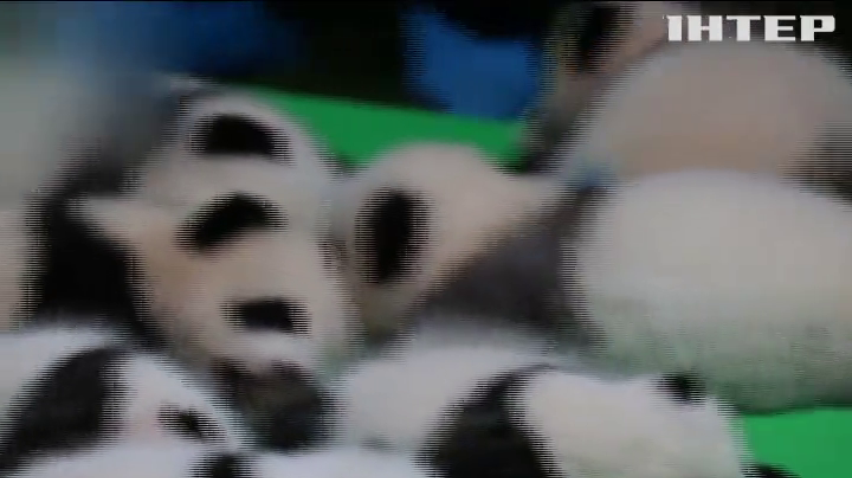 У Китаї показали туристам 23 дитинча панди