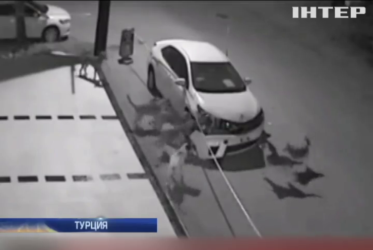 В Турции бродячие собаки разбили автомобиль 