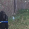 У зоопарку Північної Кореї шимпанзе палить цигарки 