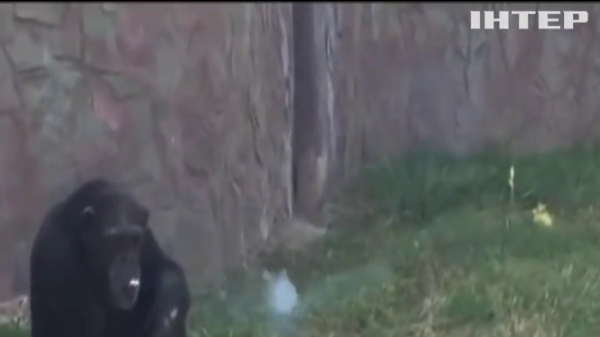 У зоопарку Північної Кореї шимпанзе палить цигарки 