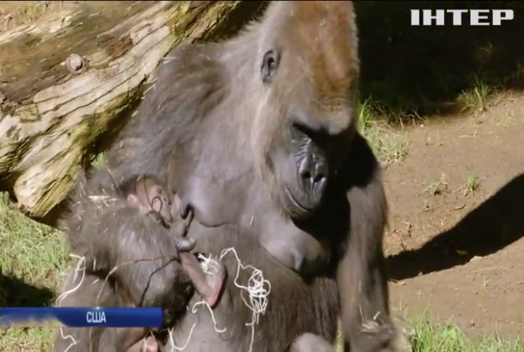 У зоопарку Сан-Дієго народилося дитинча горили